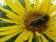 Acmaeodera miliaris