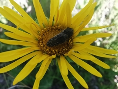 Acmaeodera miliaris