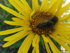 Acmaeodera miliaris