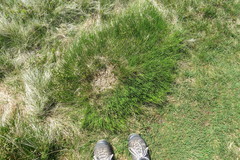 Carex