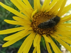 Acmaeodera miliaris