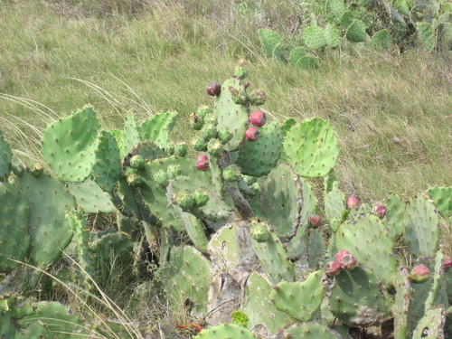 Image of Opuntia alta by (c) Eric Knight, some rights reserved (CC BY)
