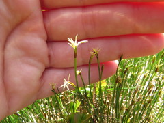 Carex
