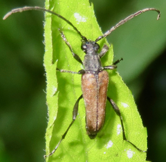 Rhagiini