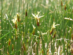 Carex