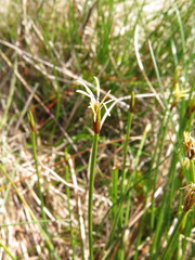 Carex
