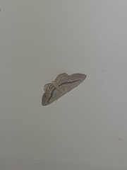 Idaea mediaria