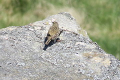 Anthus pratensis