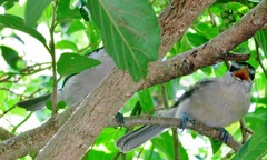 Dryoscopus cubla cubla