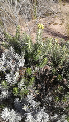 Ozothamnus turbinatus