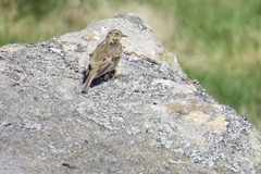Anthus pratensis