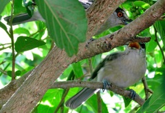 Dryoscopus cubla cubla