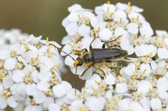 Toxoleptura vexatrix