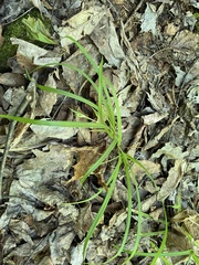 Carex backii