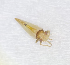 Nyctiphalerus vermiculosus