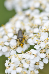 Toxoleptura vexatrix