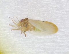 Nyctiphalerus vermiculosus