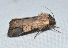 Dichagyris grotei