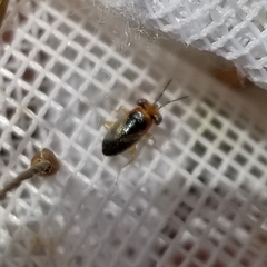 Isthmocoris imperialis