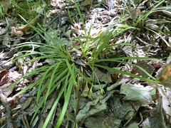 Carex backii