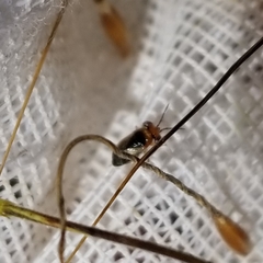 Isthmocoris imperialis