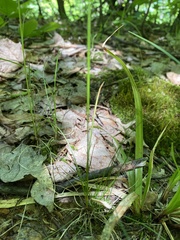 Festuca occidentalis
