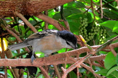 Dryoscopus cubla cubla