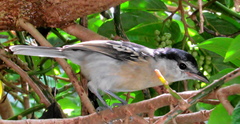 Antidesma venosum