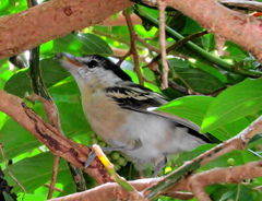 Antidesma venosum