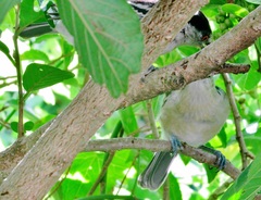 Dryoscopus cubla cubla