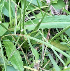 Chaptalia piloselloides