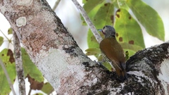 Colaptes auricularis