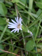 Chaptalia piloselloides