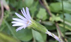 Chaptalia piloselloides