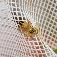 Phidippus cardinalis