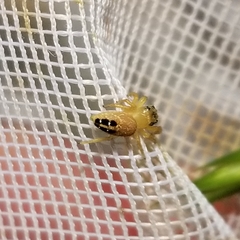 Phidippus cardinalis