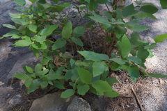 Calycanthus occidentalis