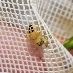 Phidippus cardinalis