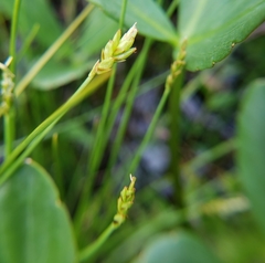 Carex leptalea
