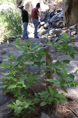 Calycanthus occidentalis