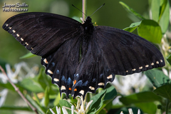 Papilio appalachiensis