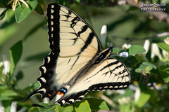 Papilio appalachiensis