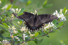 Papilio appalachiensis