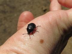 Phosphuga atrata