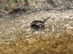 Phosphuga atrata
