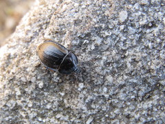 Phosphuga atrata