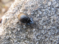 Phosphuga atrata