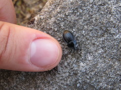 Phosphuga atrata