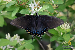 Papilio appalachiensis