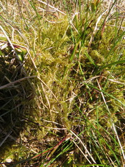Rhytidiadelphus squarrosus